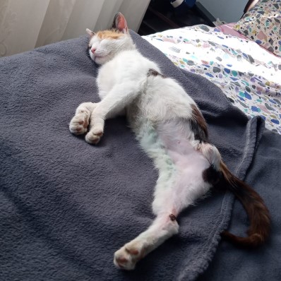 cat
