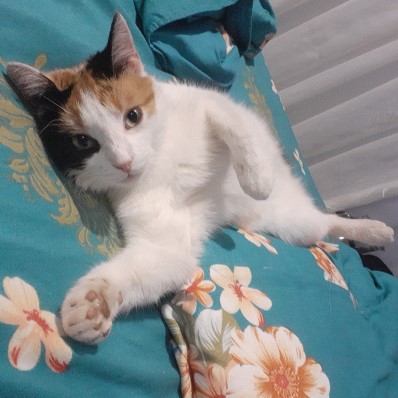 cat