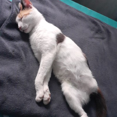 cat