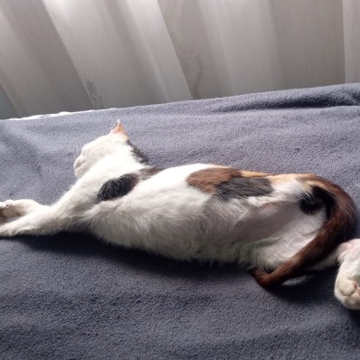 cat