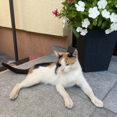 cat