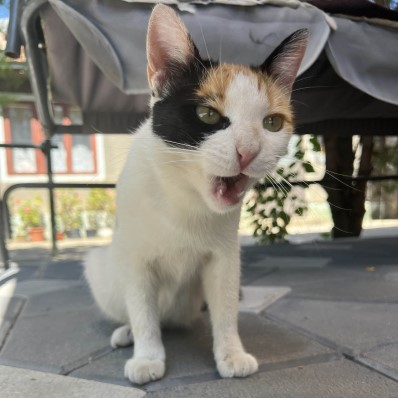 cat