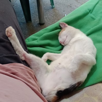cat