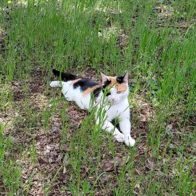 cat