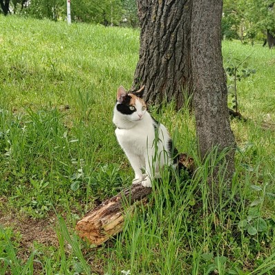cat