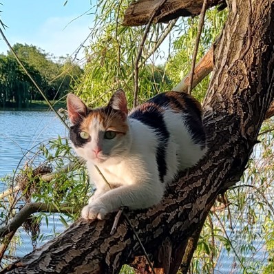 cat