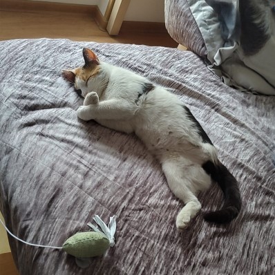 cat