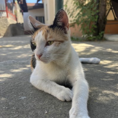 cat