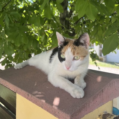 cat