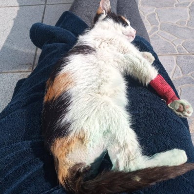 cat