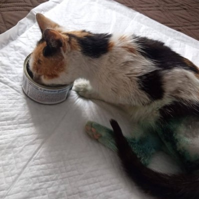 cat