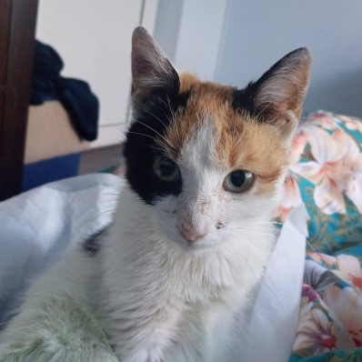 cat
