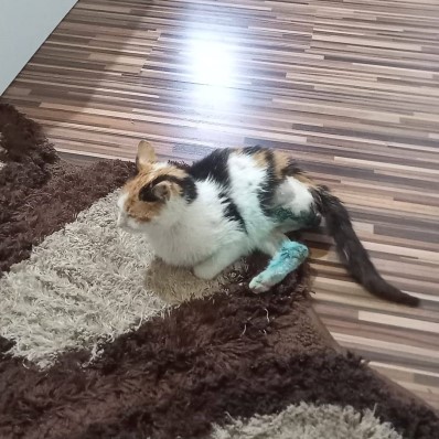 cat