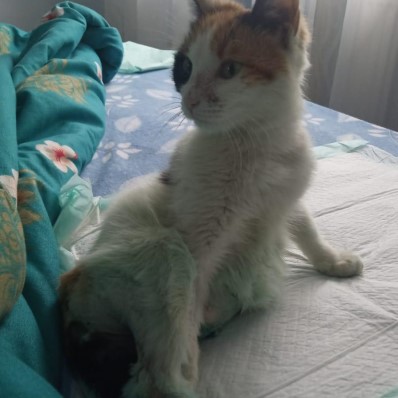 cat